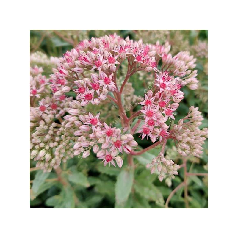 Sedum 'Abygale' - Grand Orpin rose