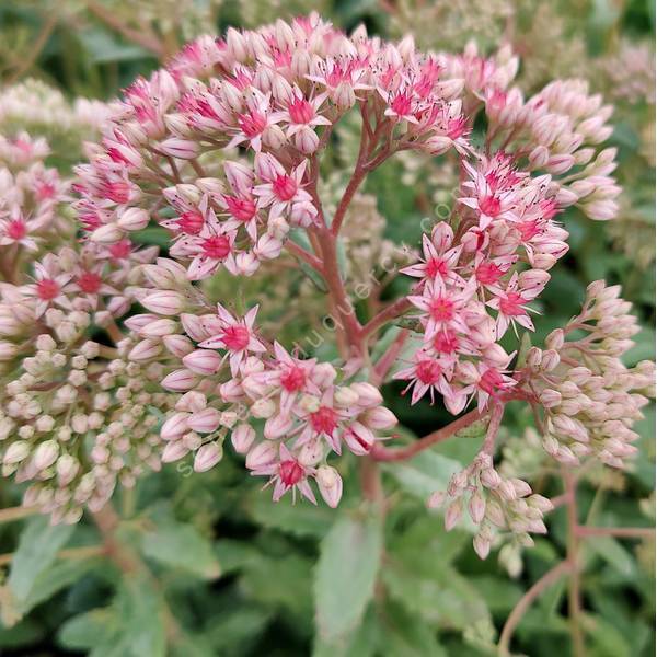 Sedum 'Abygale' - Grand Orpin rose Sedum 'Abygale' - Grand Orpin rose