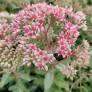 Sedum 'Abygale' - Grand Orpin rose