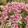 Sedum 'Abygale' - Grand Orpin rose