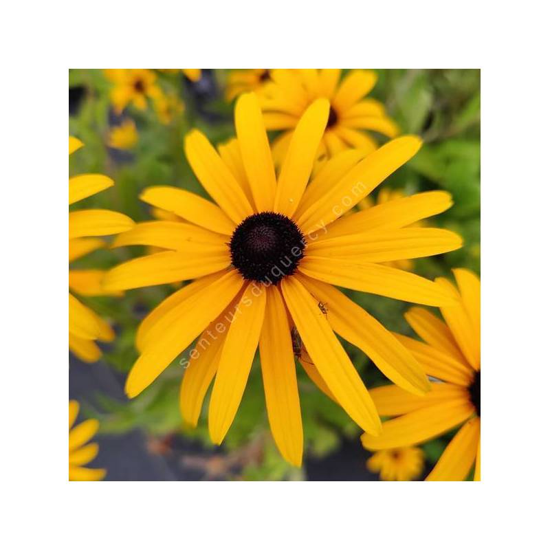 Rudbeckia fulgida var. deamii - Suzanne aux yeux bruns