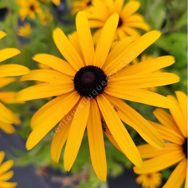 Rudbeckia fulgida var. deamii - Suzanne aux yeux bruns