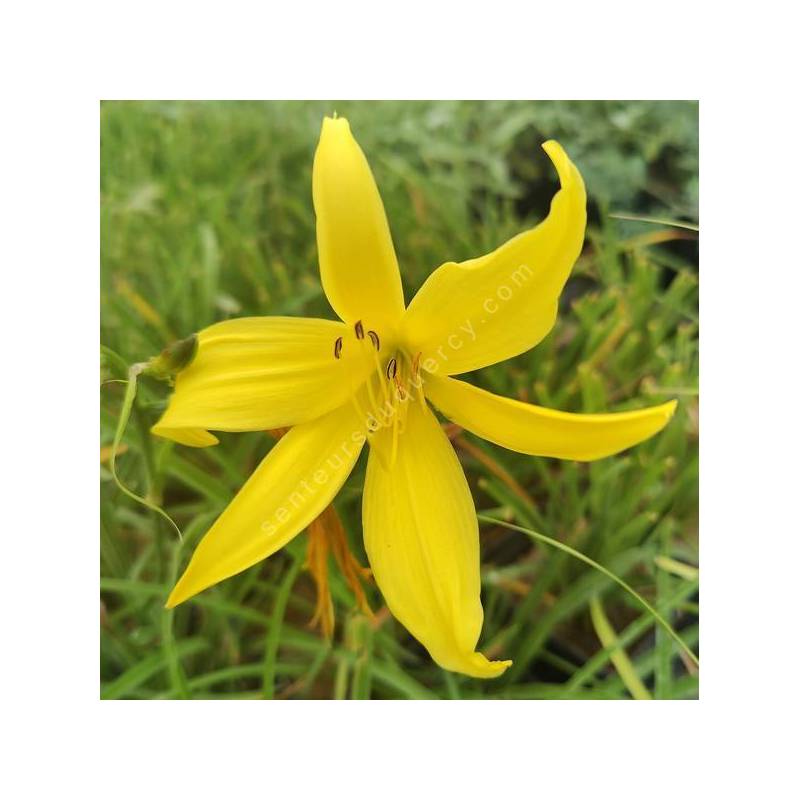 Hemerocallis lilioasphodelus - Hémérocalle jaune