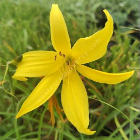 Hemerocallis lilioasphodelus - Hémérocalle jaune