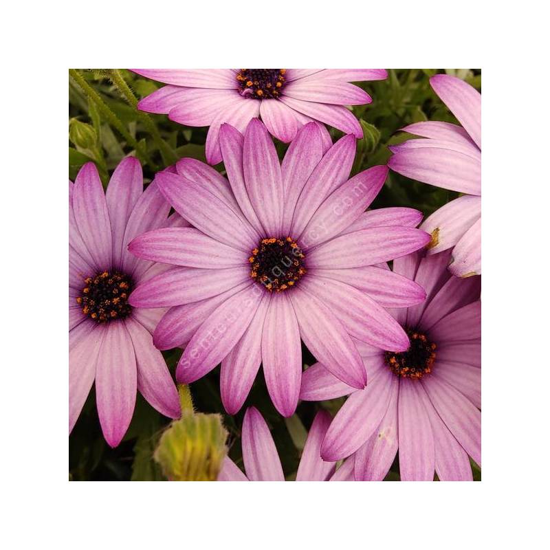 Osteospermum caulescens