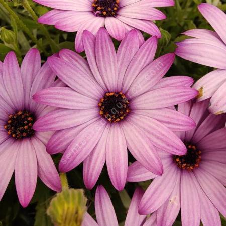 Osteospermum caulescens