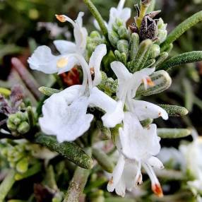 Rosmarinus officinalis 'Rampant des Calanques' - Romarin rampant blanc