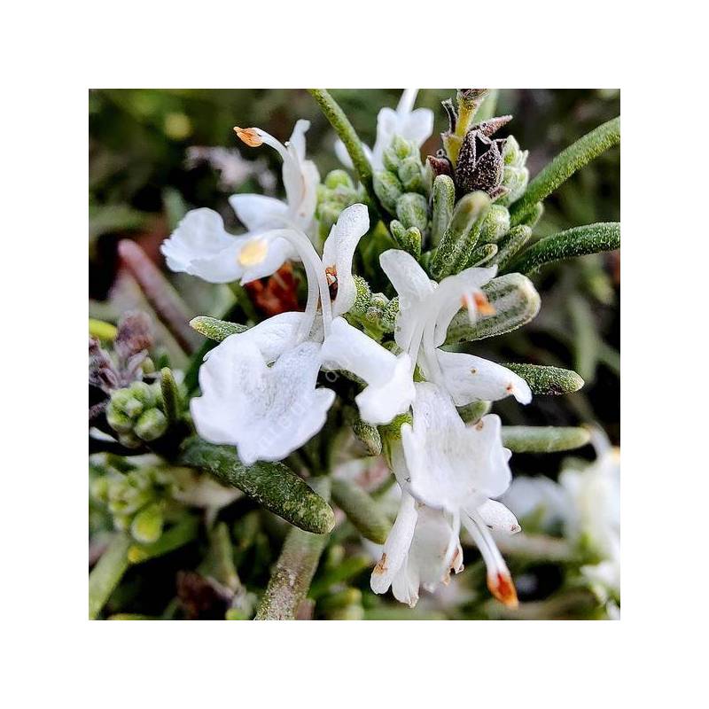 Rosmarinus officinalis 'Rampant des Calanques' - Romarin rampant blanc