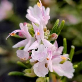 Rosmarinus officinalis 'Rosé des Calanques' - Romarin boule rose