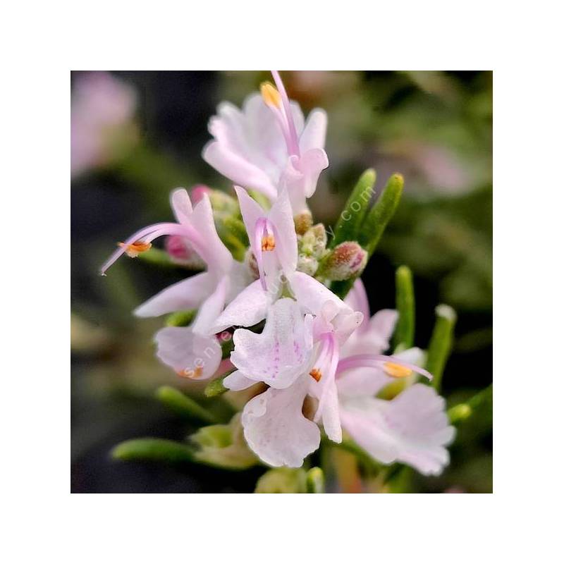 Rosmarinus officinalis 'Rosé des Calanques' - Romarin boule rose