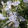 Rosmarinus officinalis 'Rosé des Calanques' - Romarin boule rose