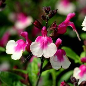 Salvia 'Mirage Bicolor' - Sauge arbustive rose deux tons