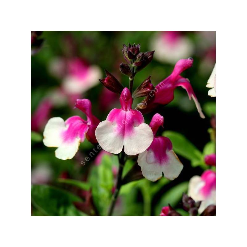 Salvia 'Mirage Bicolor' - Sauge arbustive rose deux tons