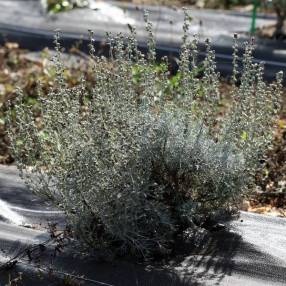 Artemisia caerulescens subsp. gallica - Armoise des Calanques