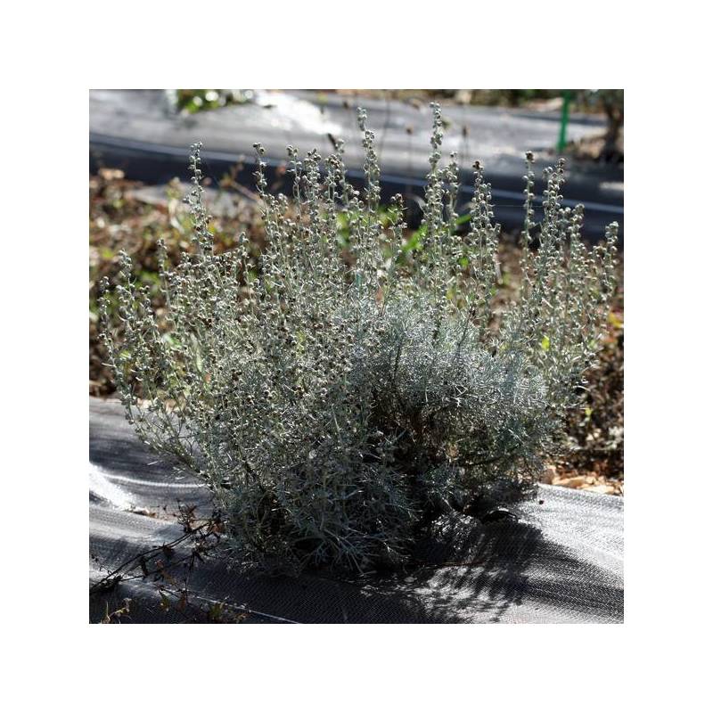 Artemisia caerulescens subsp. gallica - Armoise des Calanques