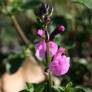 Salvia 'Flower Child' - Sauge arbustive rose