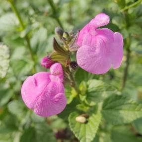 Salvia 'Flower Child' - Sauge arbustive rose