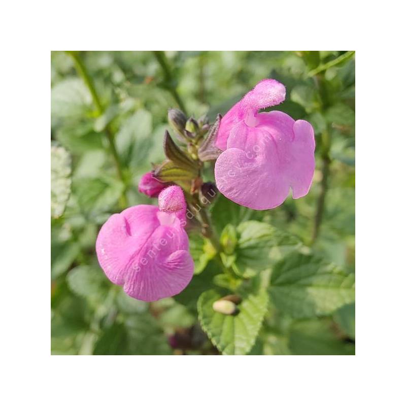 Salvia 'Flower Child' - Sauge arbustive rose