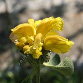 Phlomis chrysophylla