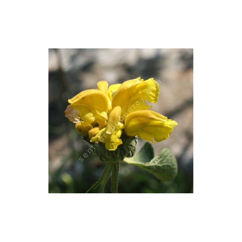 Phlomis chrysophylla