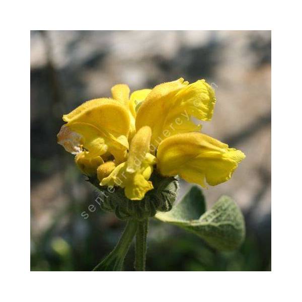 Phlomis chrysophylla