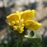 Phlomis chrysophylla