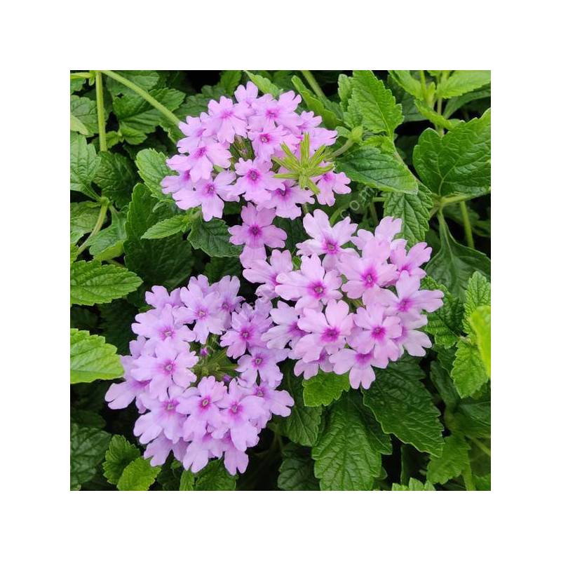 Glandularia 'Seabrook's Lavender' - Verveine du Canada