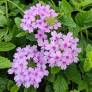 Glandularia 'Seabrook's Lavender' - Verveine du Canada