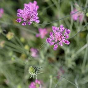 Scabiosa vestita - Scabieuse vêtue