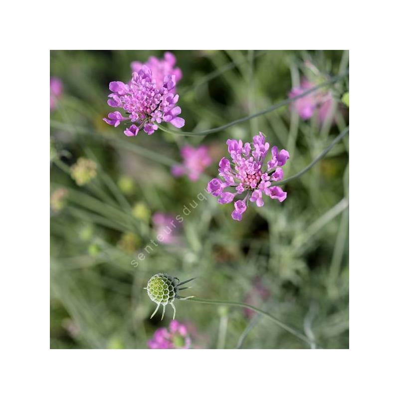 Scabiosa vestita - Scabieuse vêtue