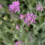 Scabiosa vestita - Scabieuse vêtue