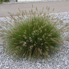 Pennisetum alopecuroides 'Little Bunny' - Herbe aux écouvillons naine