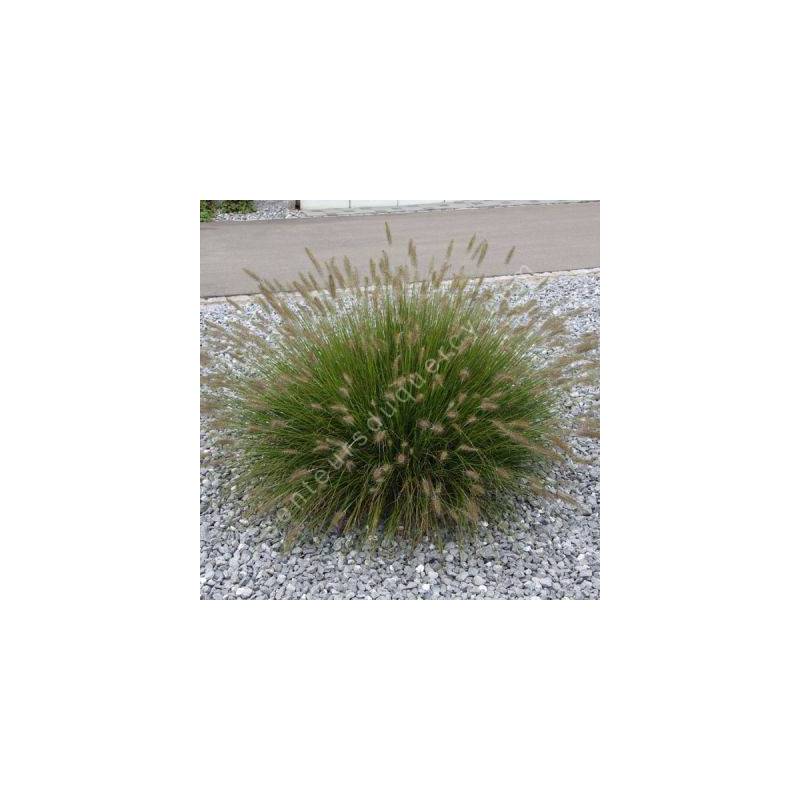 Pennisetum alopecuroides 'Little Bunny' - Herbe aux écouvillons naine