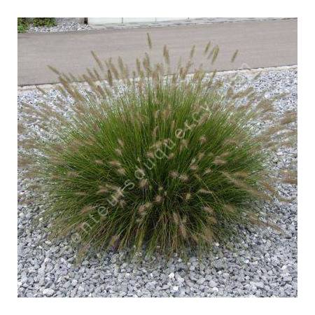 Pennisetum alopecuroides 'Little Bunny' - Herbe aux écouvillons naine