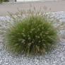 Pennisetum alopecuroides 'Little Bunny' - Herbe aux écouvillons naine