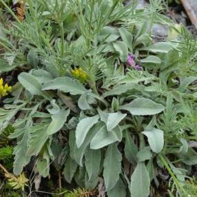 Scabiosa vestita - Scabieuse vêtue