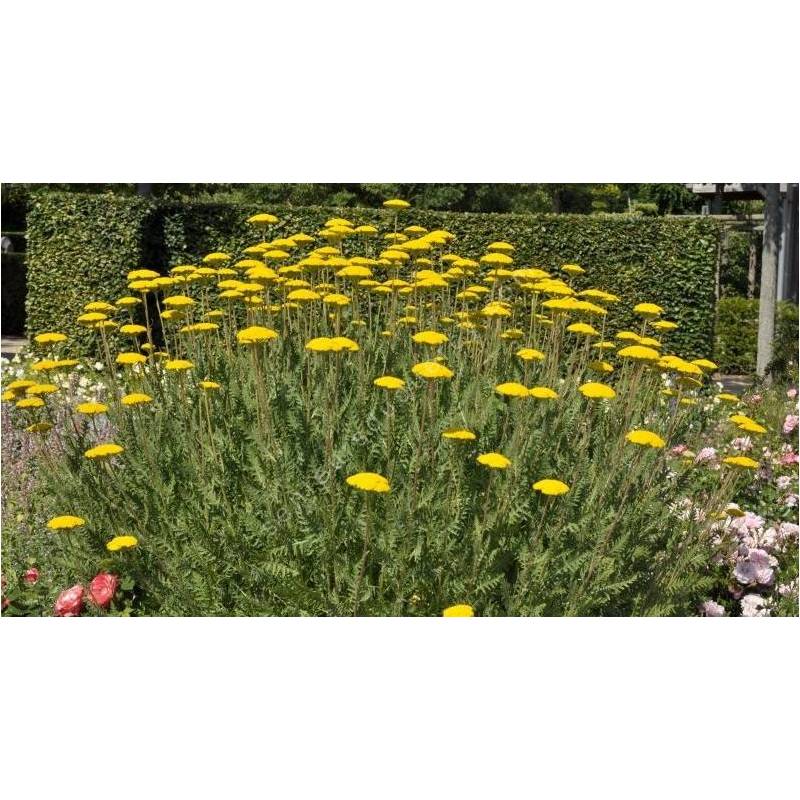 Achillea filipendulina 'Summer Gold' - Achillée