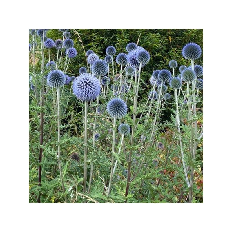 Echinops bannaticus 'Blue Globe' - Chardon boule à fleur bleu