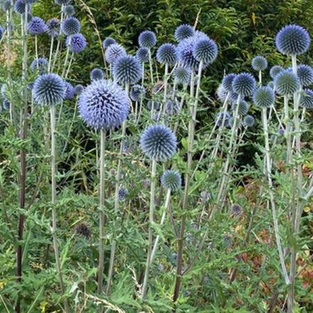 Echinops bannaticus 'Blue Globe' - Chardon boule à fleur bleu