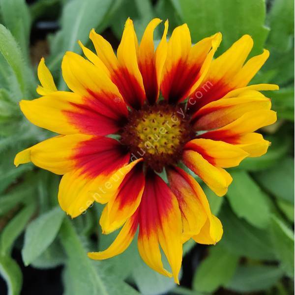 Gaillardia aristata 'Kobold' - Gaillarde