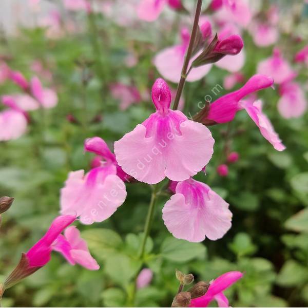 Salvia 'Hesperide' - Sauge arbustive rose