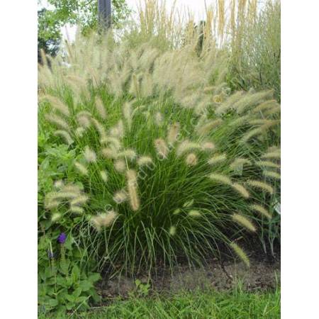 Pennisetum alopecuroides 'Hameln' - Herbe aux écouvillons