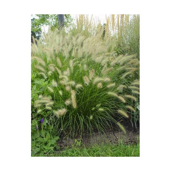 Pennisetum alopecuroides 'Hameln' - Herbe aux écouvillons