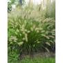 Pennisetum alopecuroides 'Hameln' - Herbe aux écouvillons