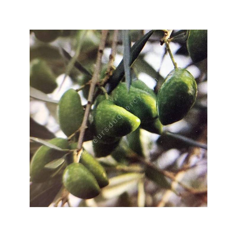 Olivier 'Lucques' - Olea europa