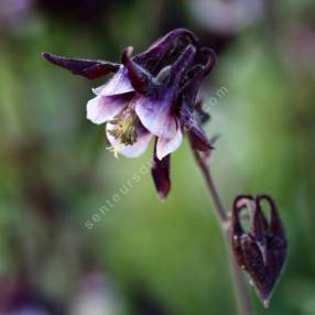 Aquilegia vulgaris 'William Guiness' - Ancolie commune