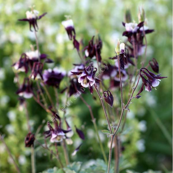 Aquilegia vulgaris 'William Guiness' - Ancolie commune