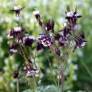 Aquilegia vulgaris 'William Guiness' - Ancolie commune