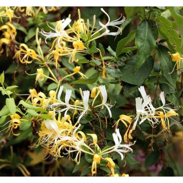 Lonicera similis var. delavayi - Chèvrefeuille du Père Delavay