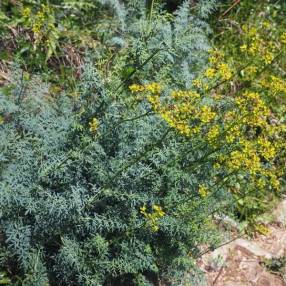 Rue officinale au feuillage persistant bleu gris